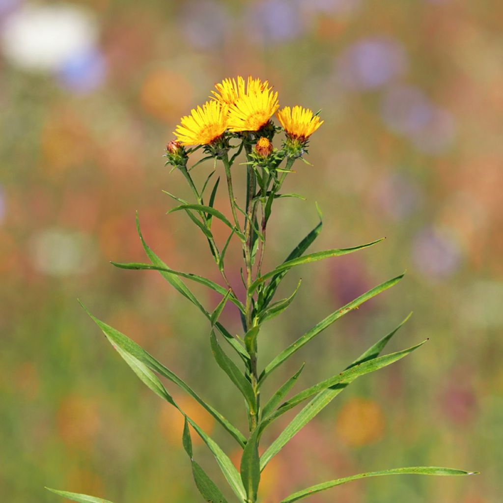 Inula ensifolia - Aunée à feuilles récurvées