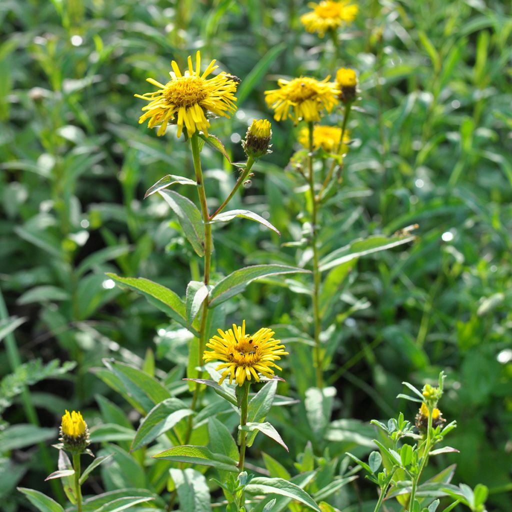 Inula ensifolia - Aunée à feuilles récurvées