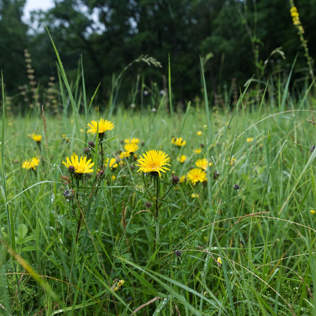 Inula ensifolia - Aunée à feuilles récurvées