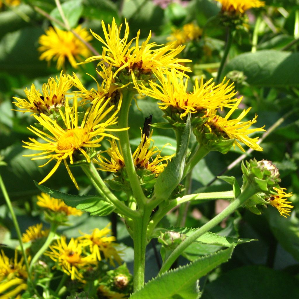 Inula helenium - Grande Aunée