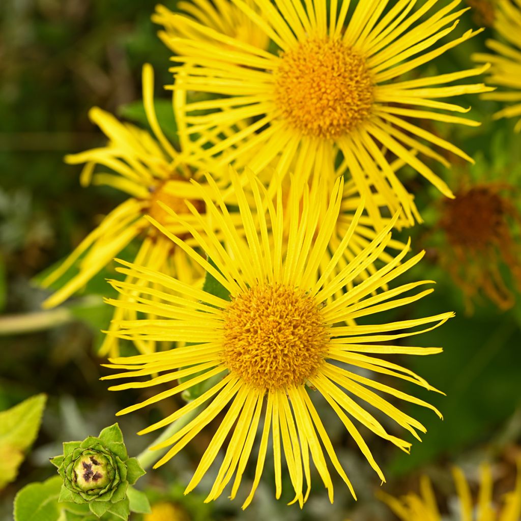 Inula helenium - Grande Aunée