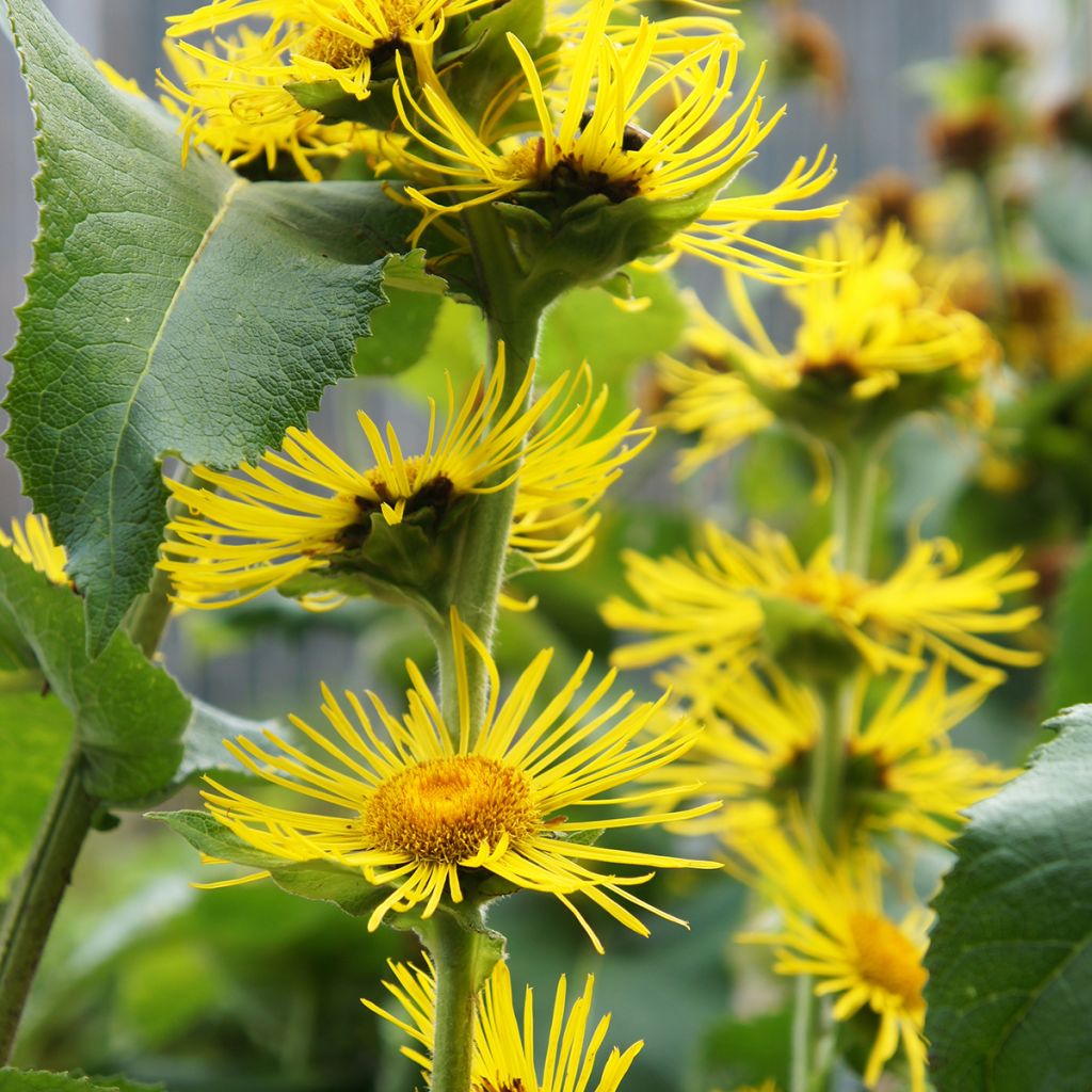 Inula helenium - Grande Aunée