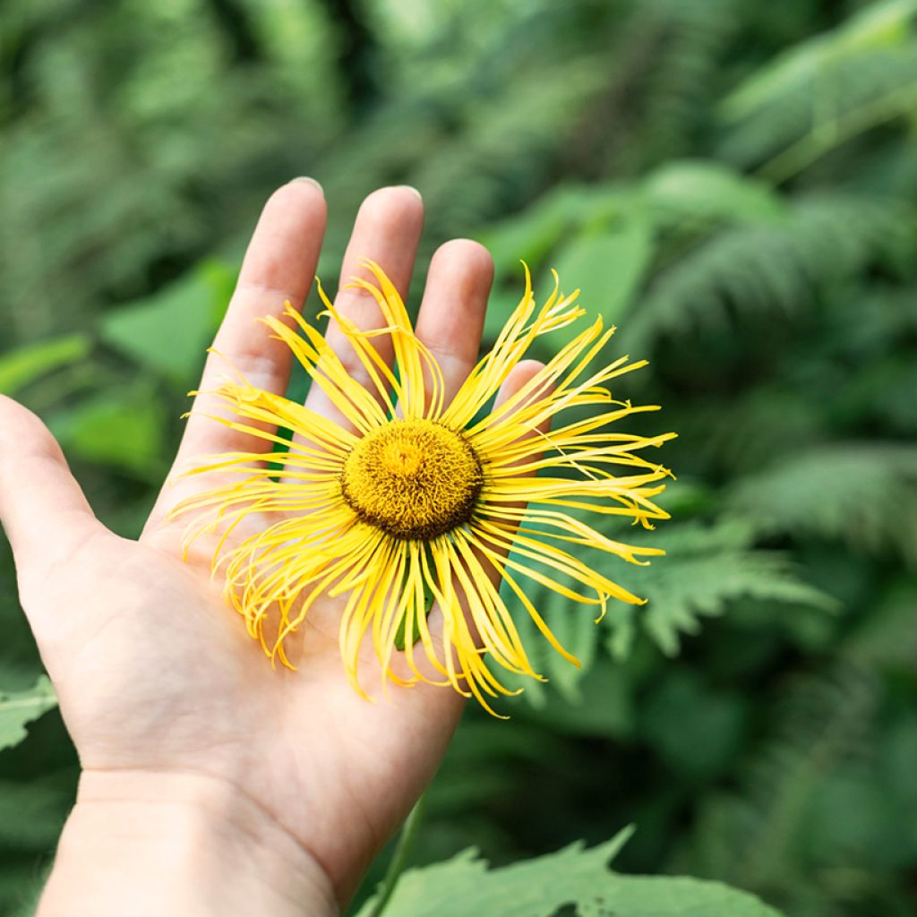 Inula helenium - Grande Aunée