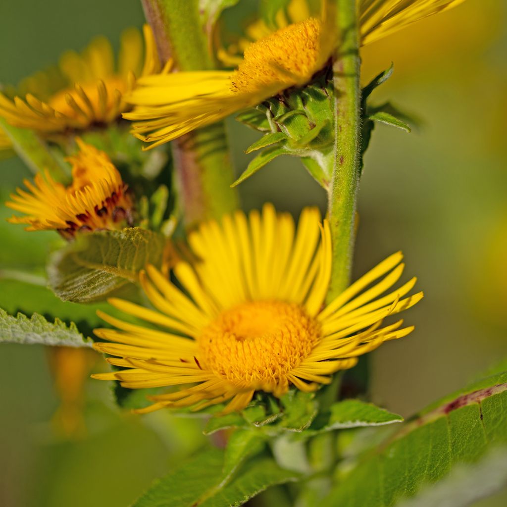 Inula helenium - Grande Aunée