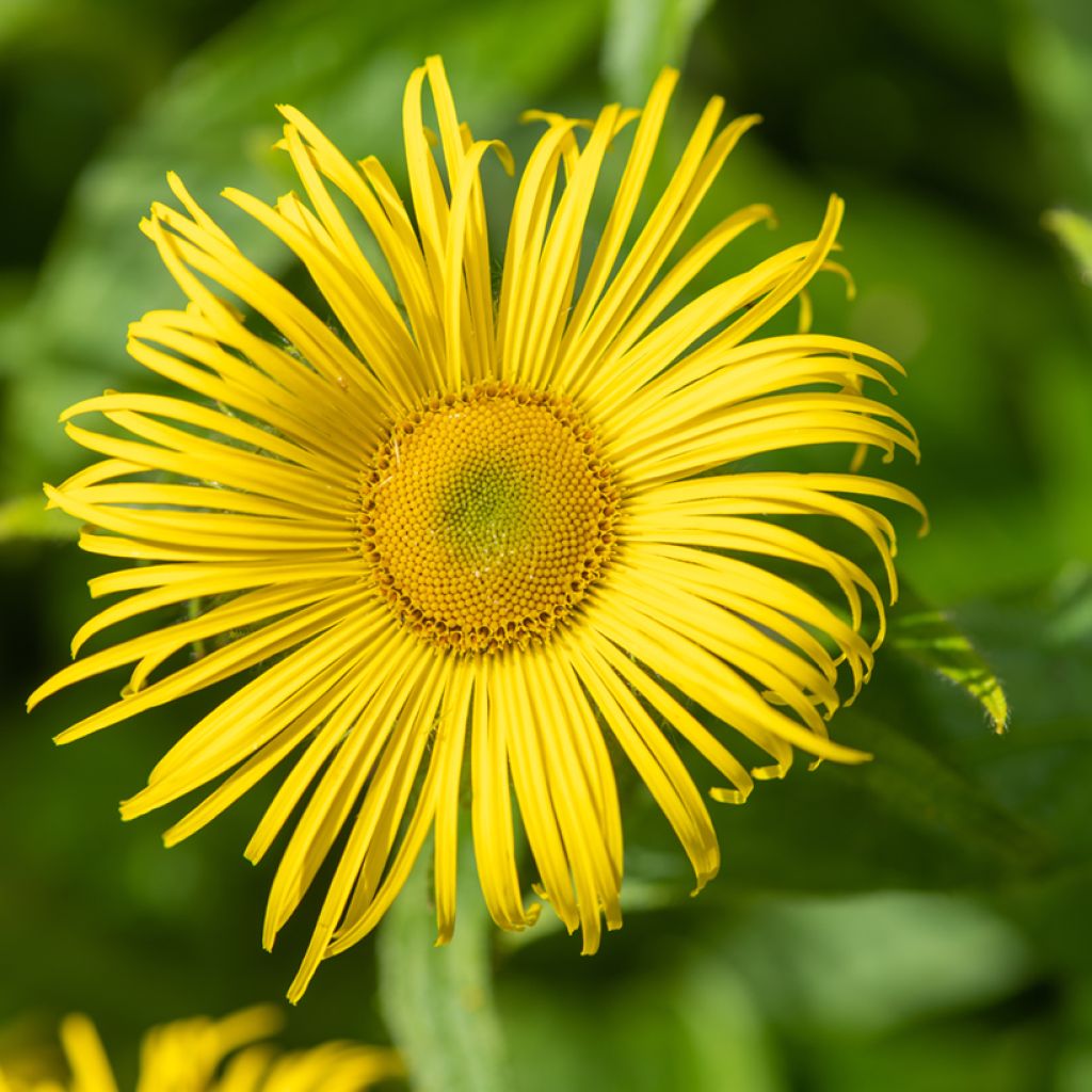 Inula helenium - Grande Aunée