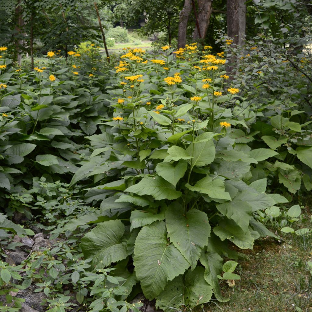 Inula helenium - Grande Aunée