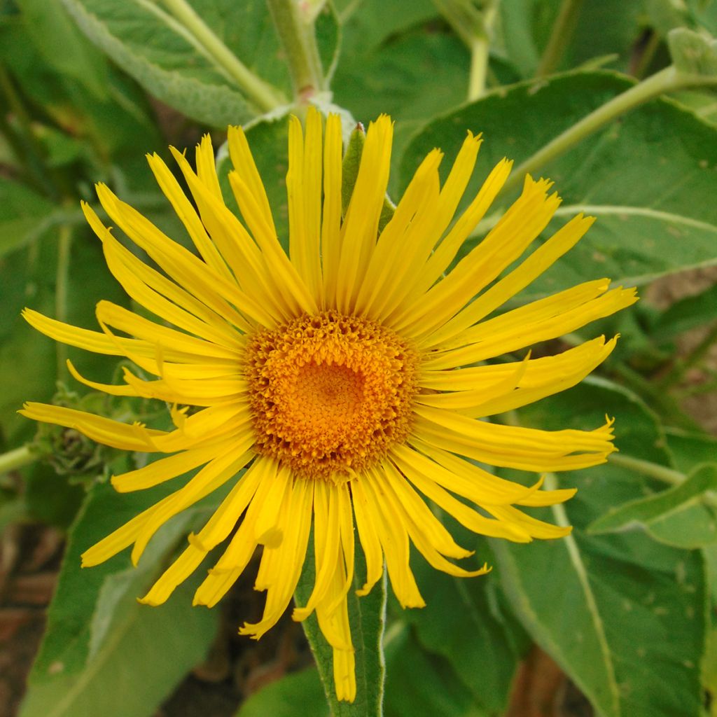 Inula orientalis - Aunée orientale