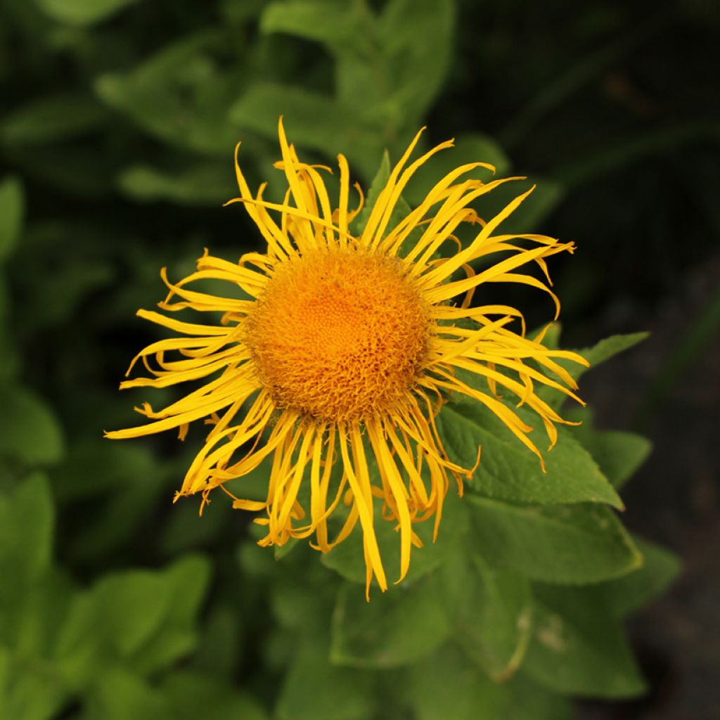 Inula orientalis - Aunée orientale