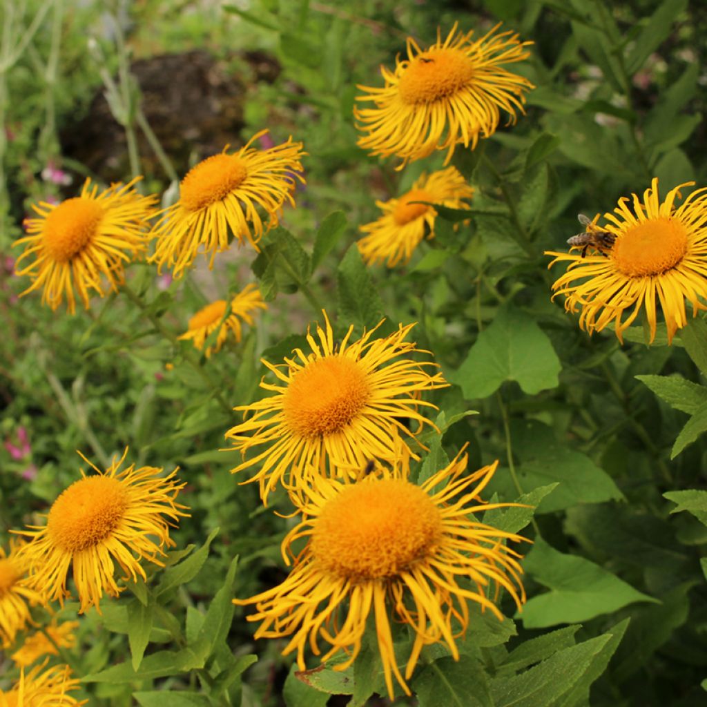 Inula orientalis - Aunée orientale