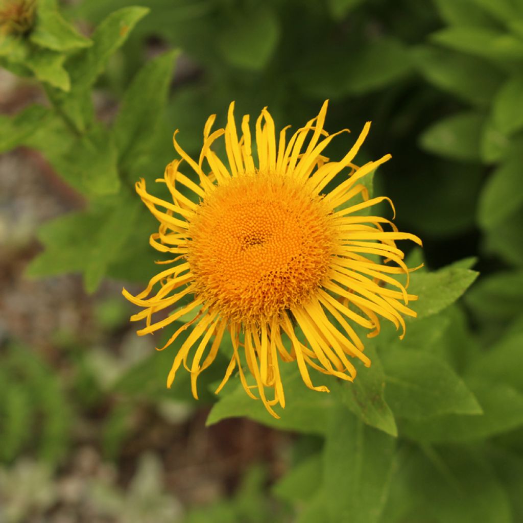 Inula orientalis - Aunée orientale