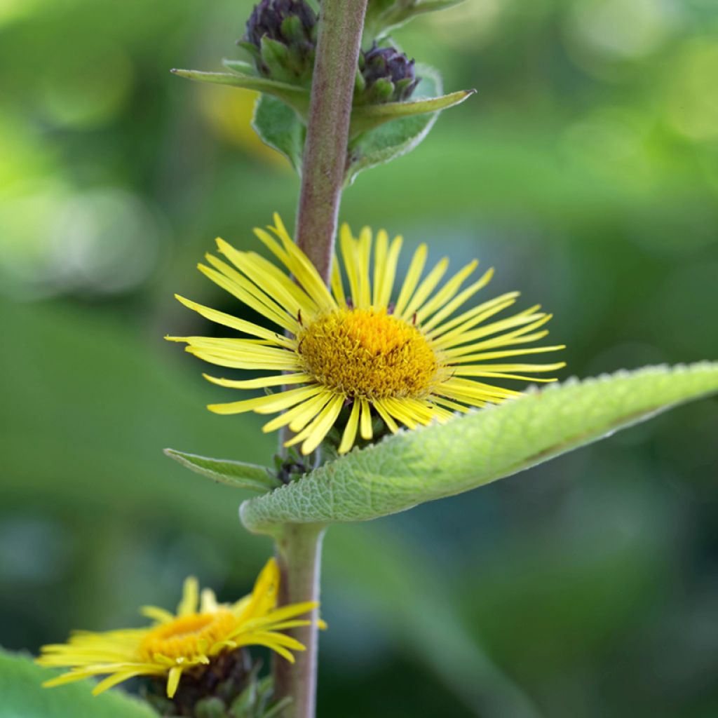 Inula racemosa Sonnenspeer - Aunée 