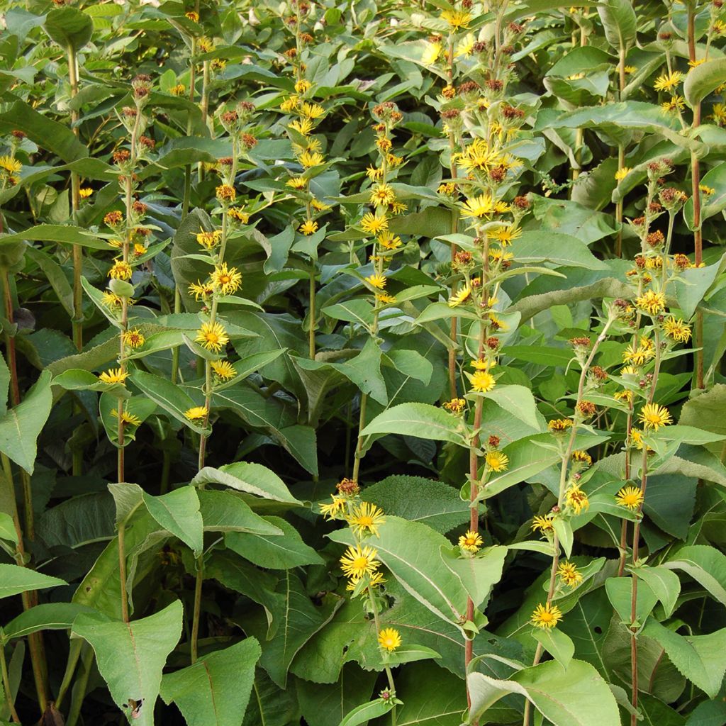 Inula racemosa Sonnenspeer - Aunée 