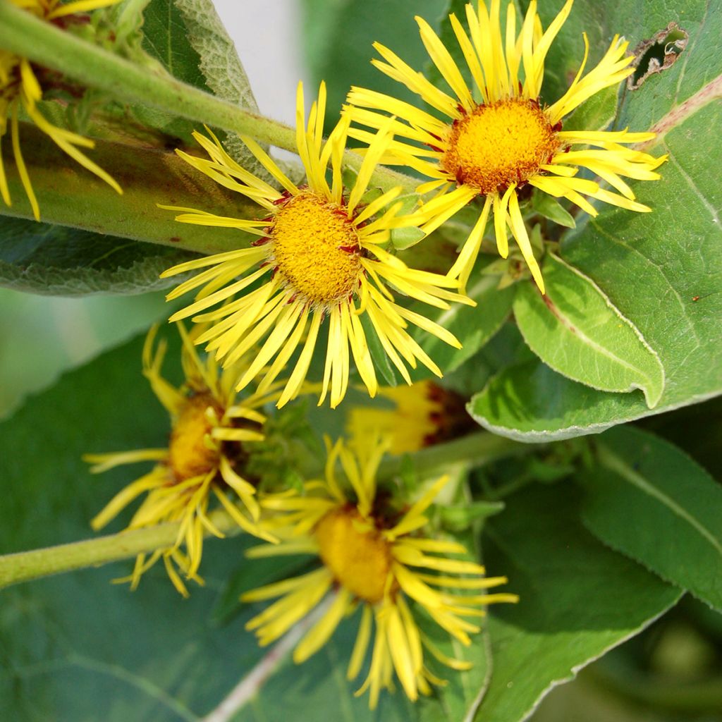 Inula racemosa Sonnenspeer - Aunée 