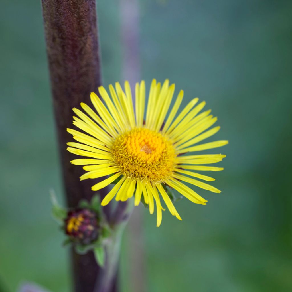 Inula racemosa Sonnenspeer - Aunée 