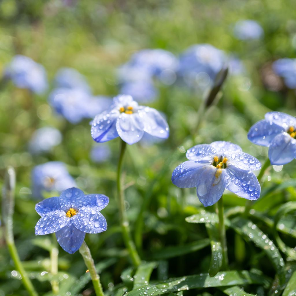 Ipheion Rolf Fiedler