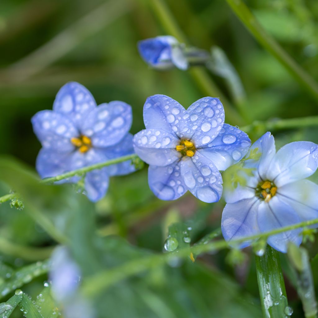 Ipheion Rolf Fiedler