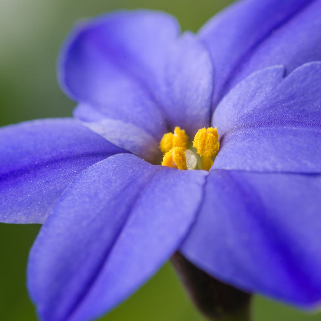 Ipheion uniflorum Jessie