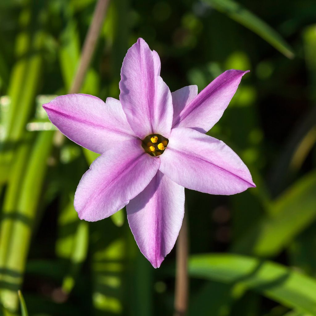 Ipheion uniflorum Tessa - Etoile de printemps