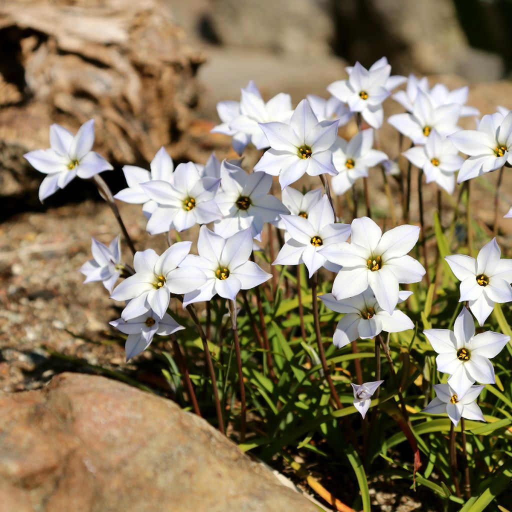 Ipheion uniflorum White Star