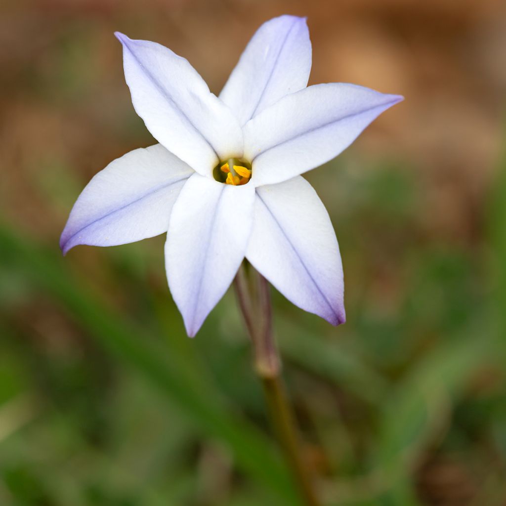 Ipheion uniflorum Wisley Blue