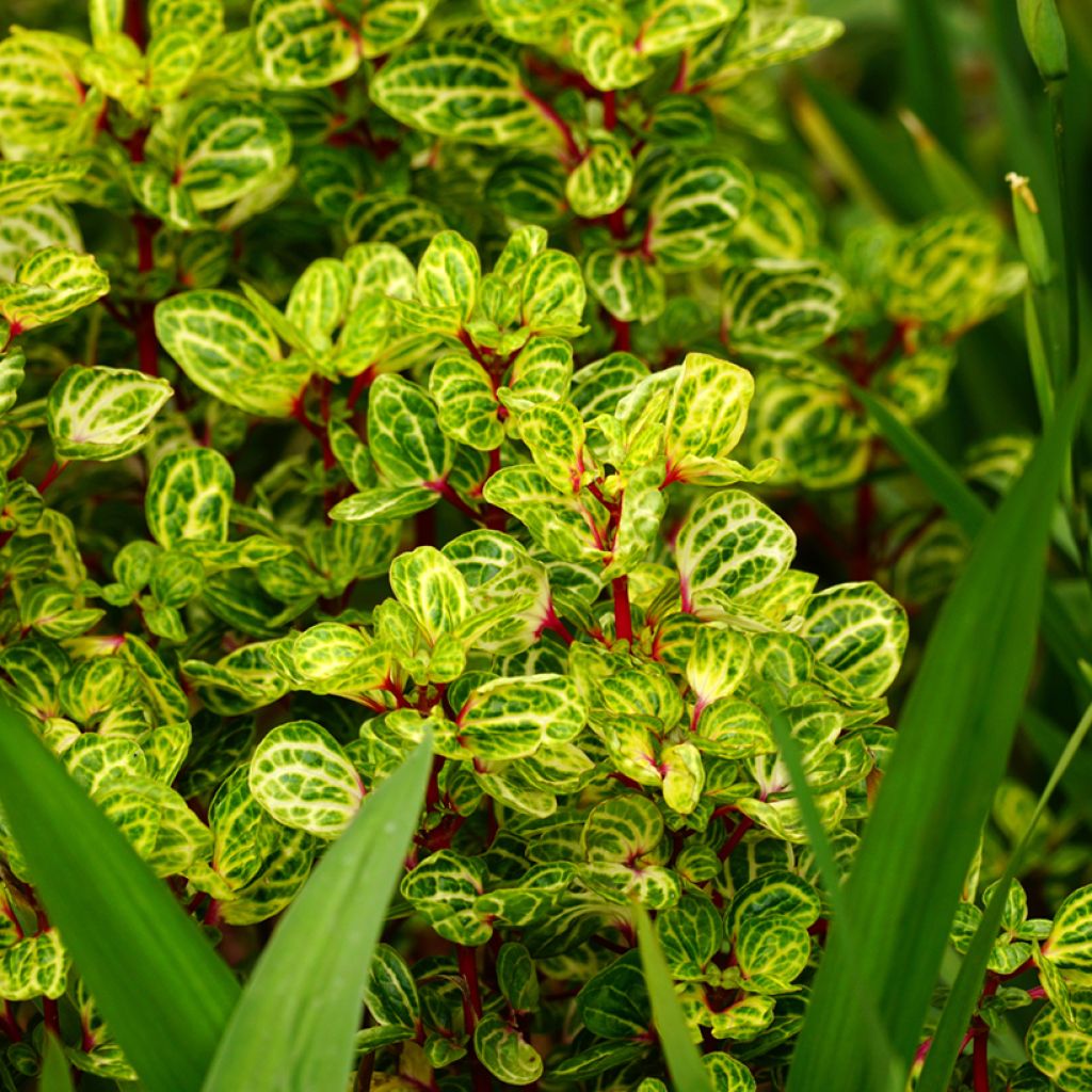 Iresine herbstii