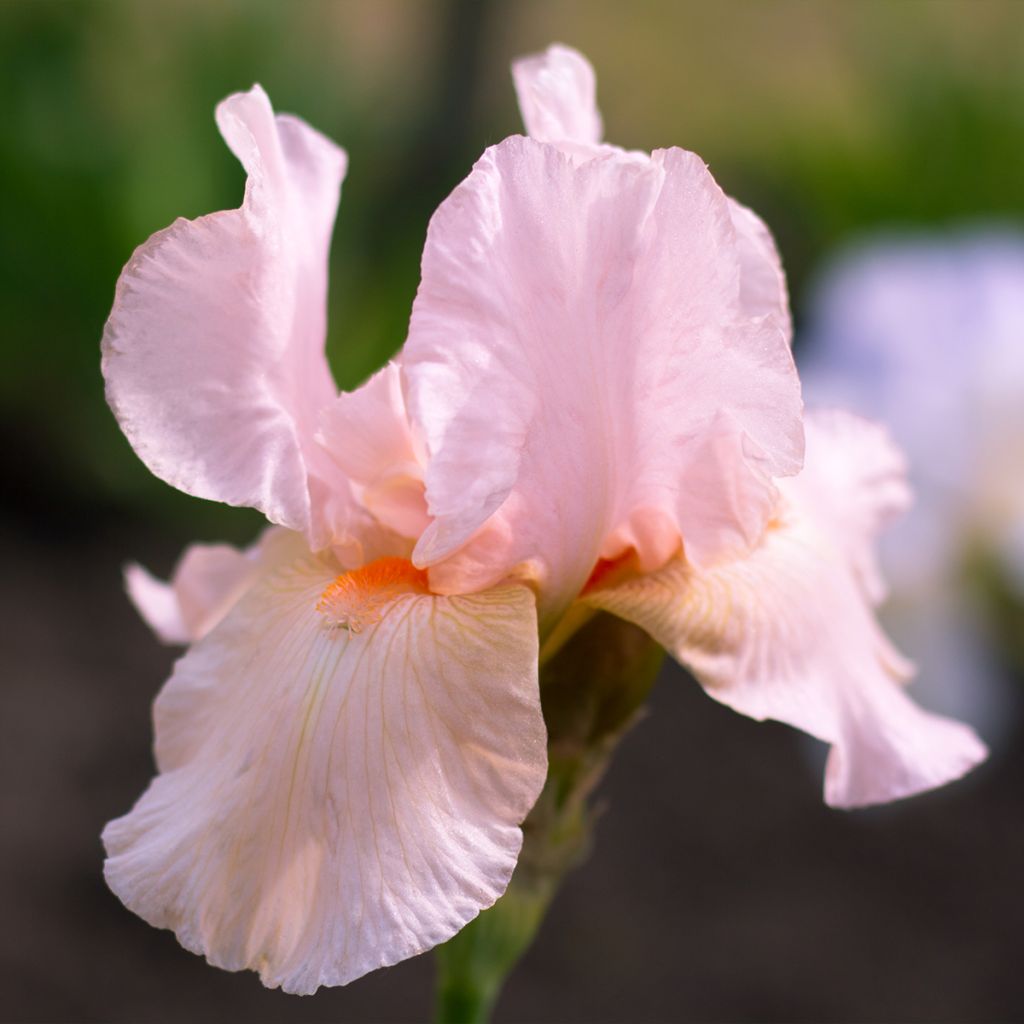 Iris Barbata-Elatior Edward of Windsor