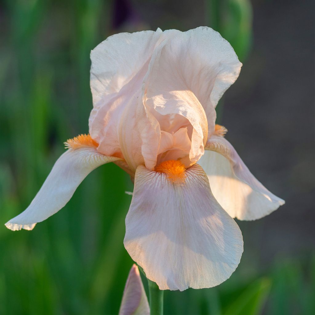 Iris Barbata-Elatior Edward of Windsor