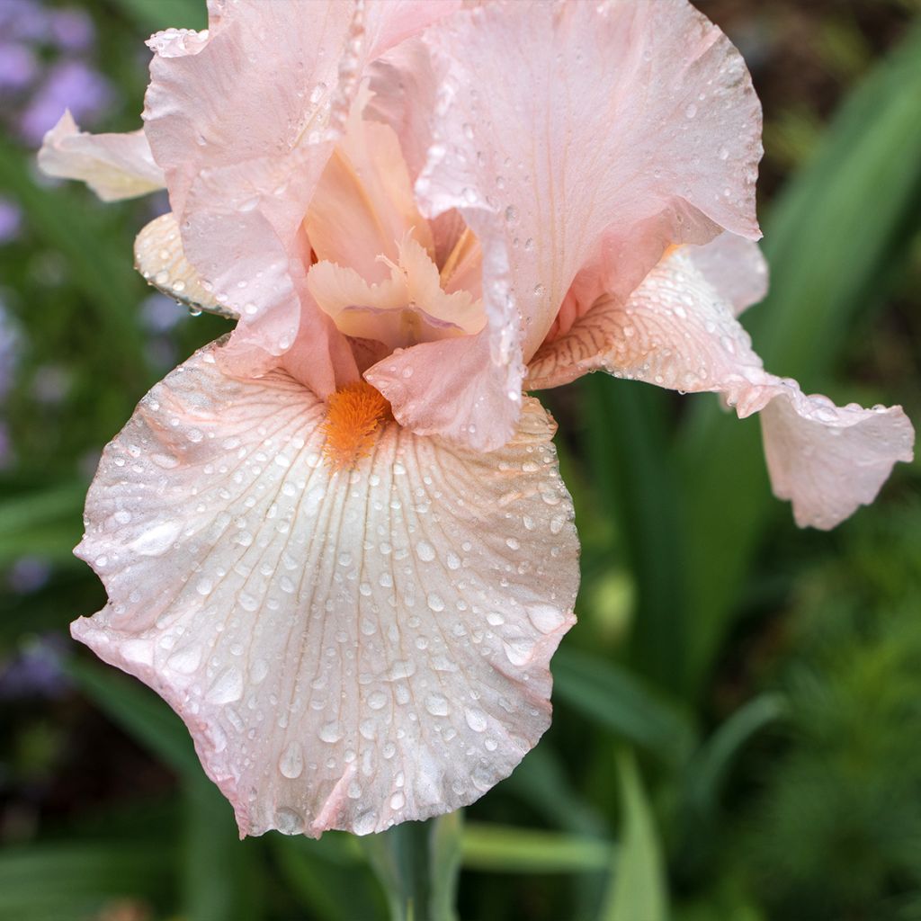 Iris Barbata-Elatior Edward of Windsor