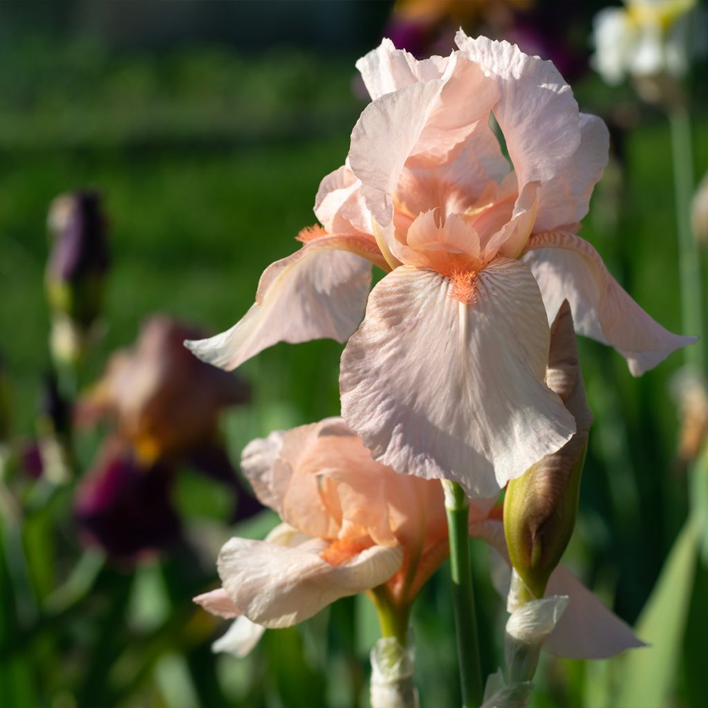 Iris Barbata-Elatior Edward of Windsor