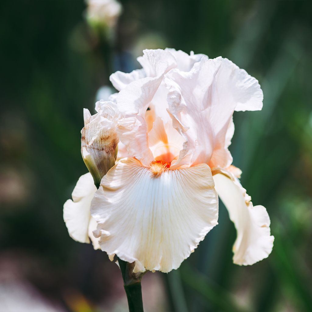 Iris Barbata-Elatior Edward of Windsor