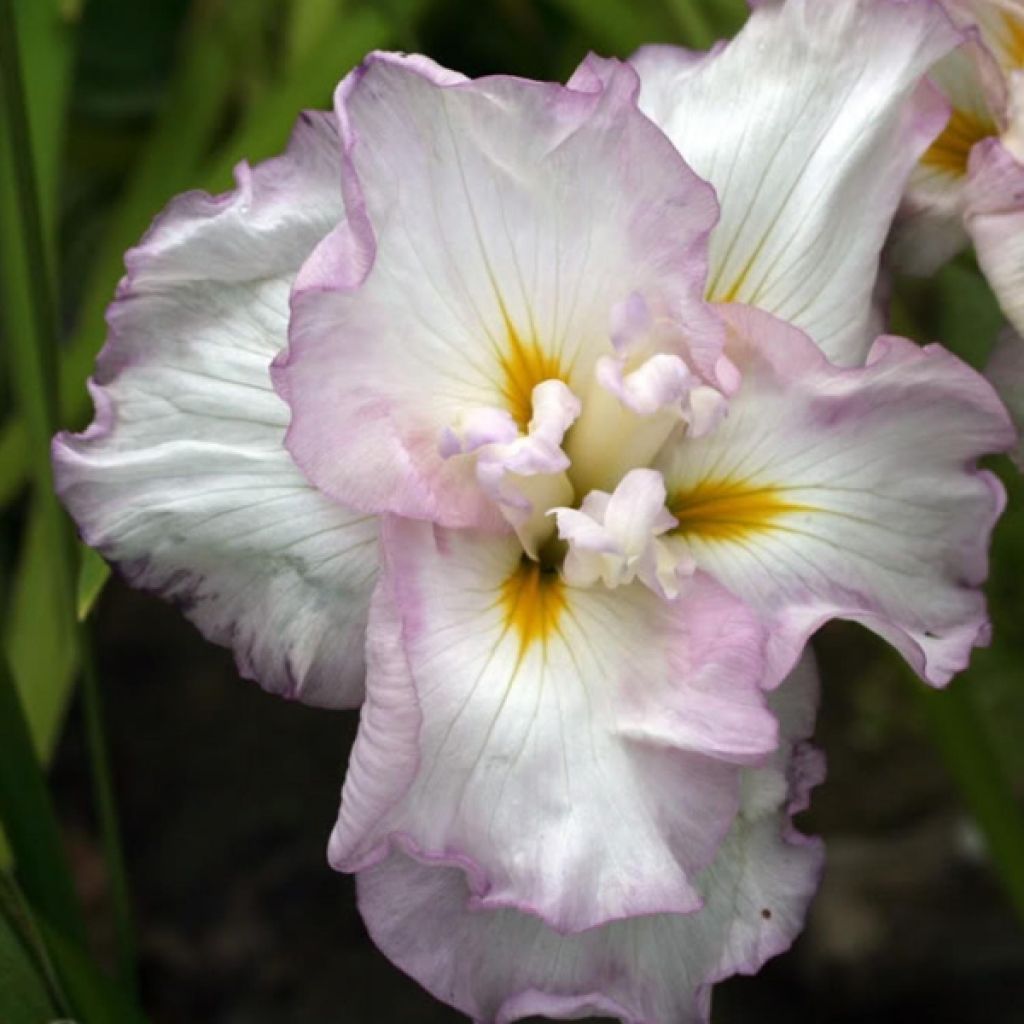 Iris du Japon - Iris ensata Lady in Waiting