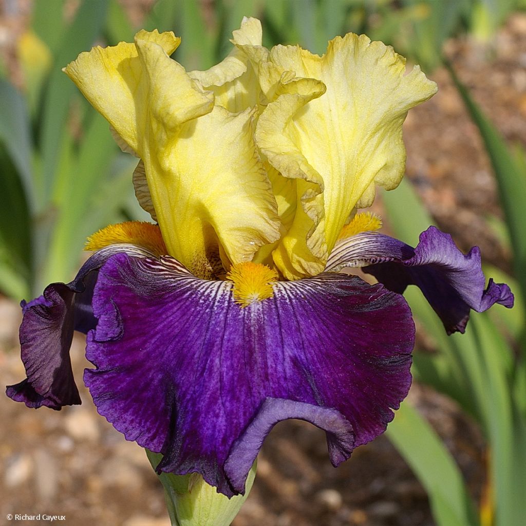 Iris germanica Je Vole - Iris des Jardins bicolore jaune ambré et violet vif