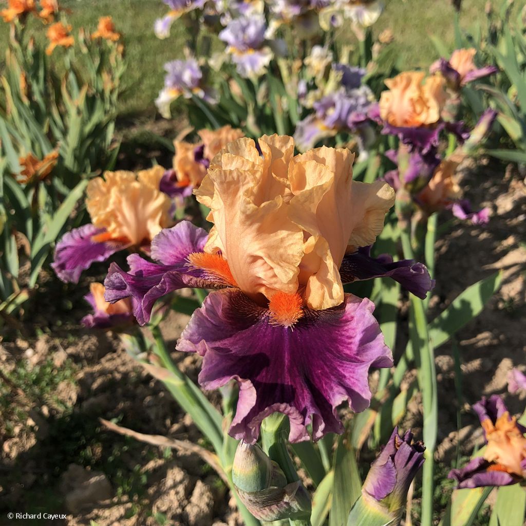 Iris Germanica So beau - Iris des Jardins