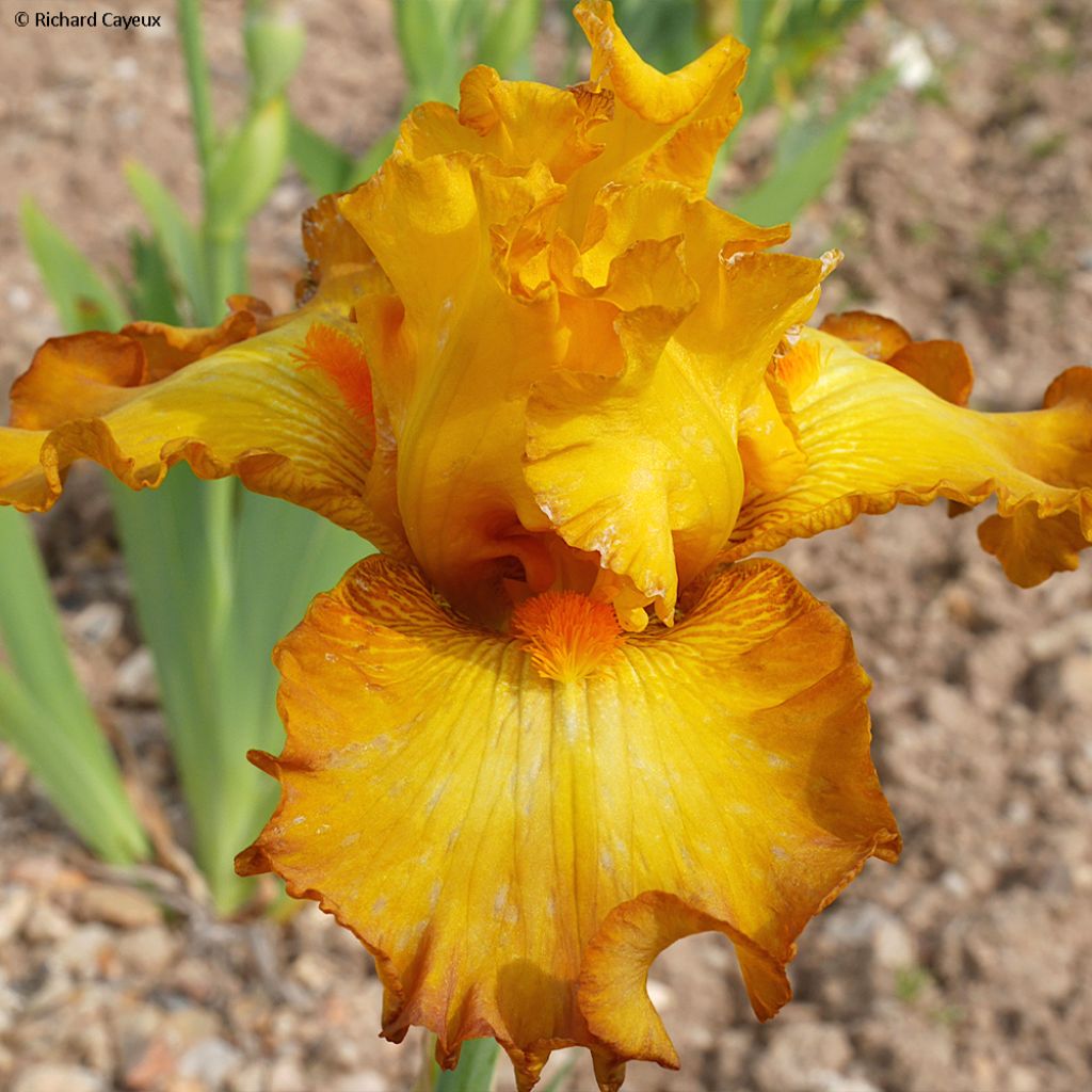 Iris Germanica Souffle Chaud - Iris des Jardins