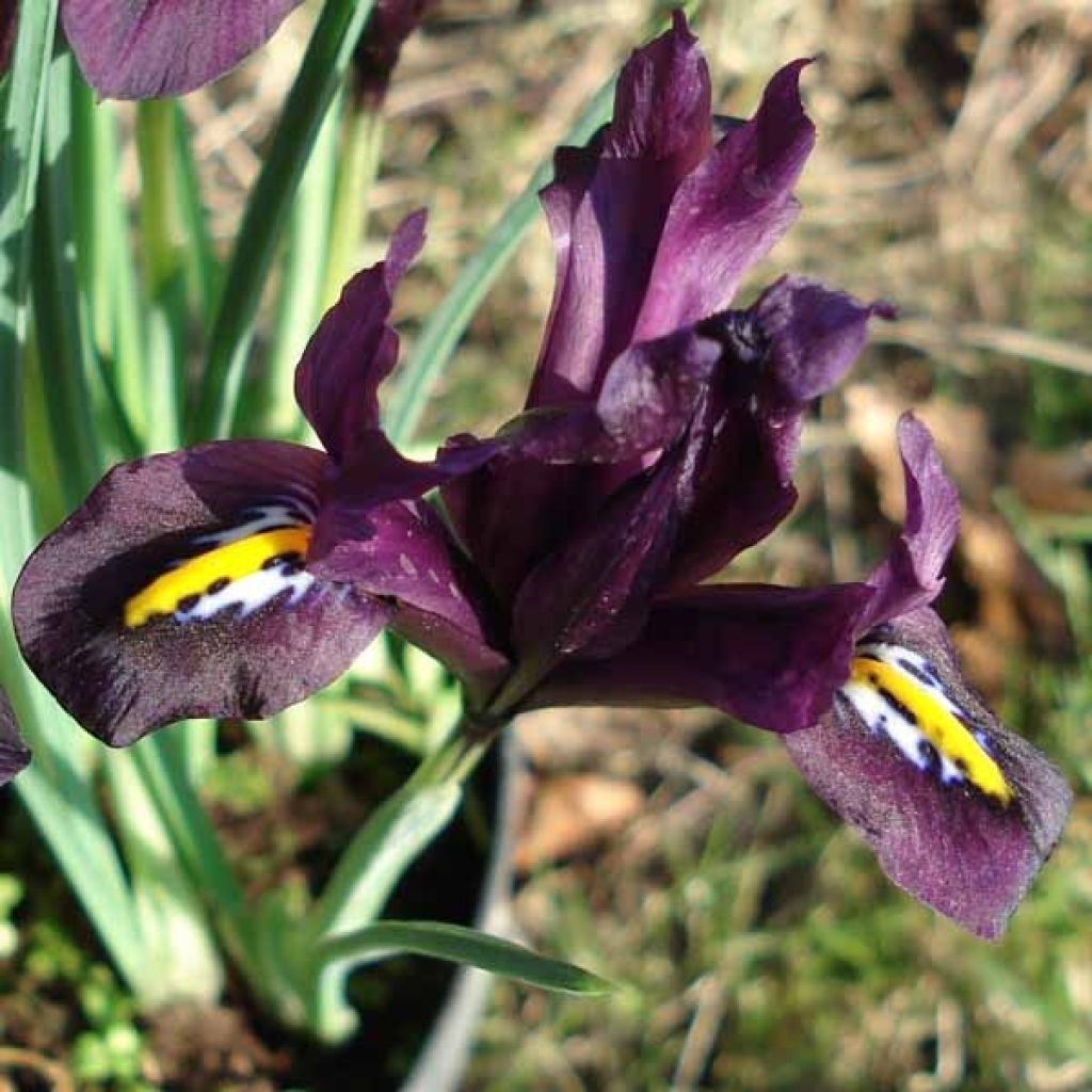 Iris reticulata Dijt