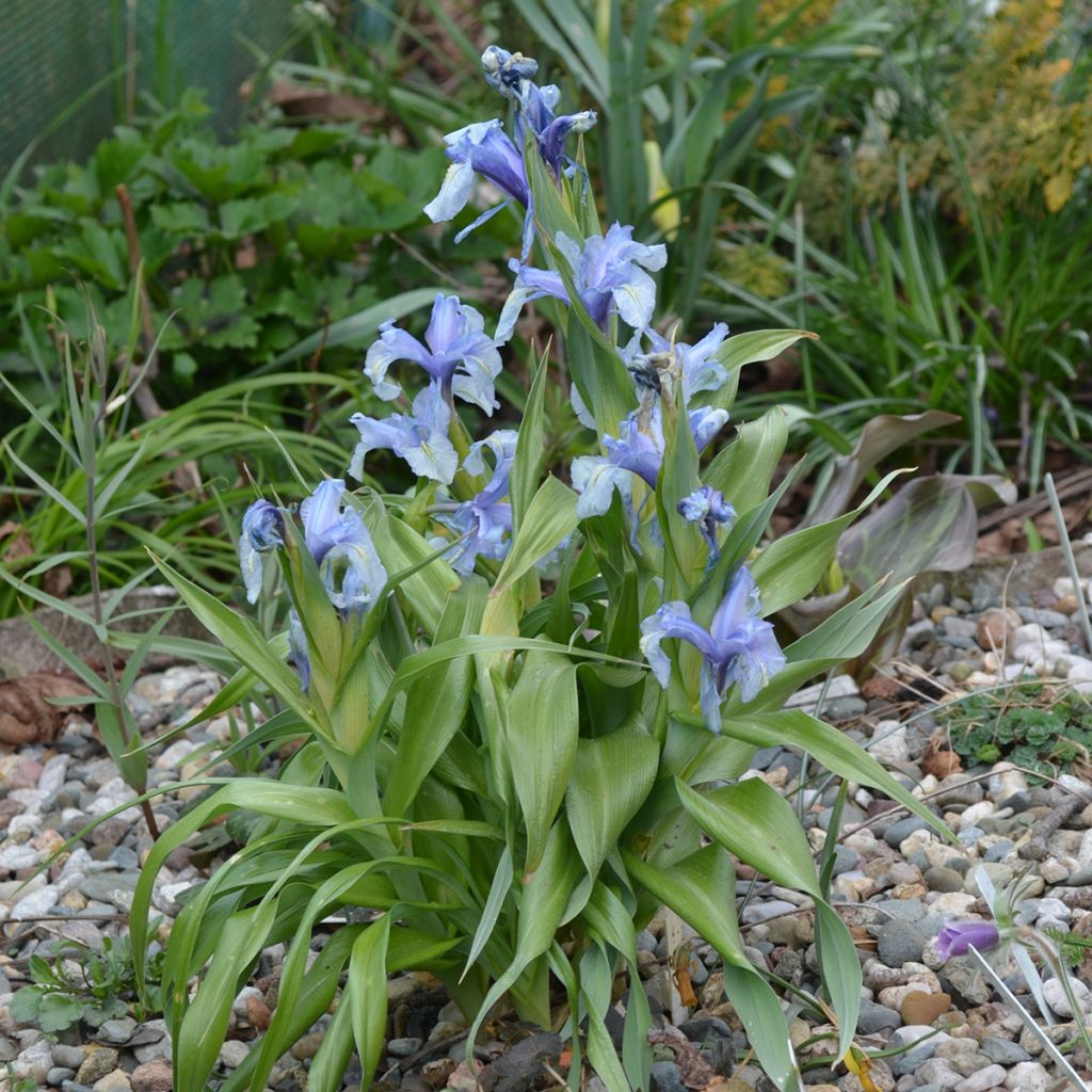 Iris aucheri - Iris botanique