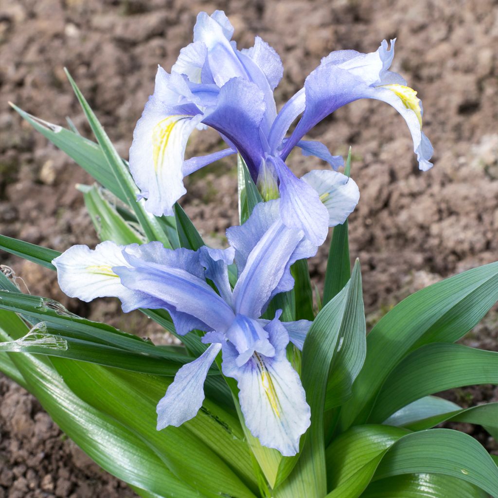 Iris aucheri - Iris botanique