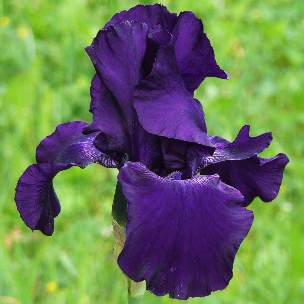 Iris Barbata-Elatior Superstition