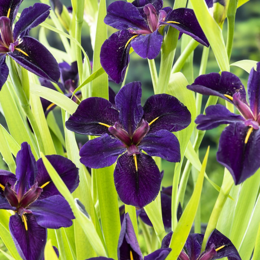 Iris de Louisiane Black Gamecock - Iris louisiana