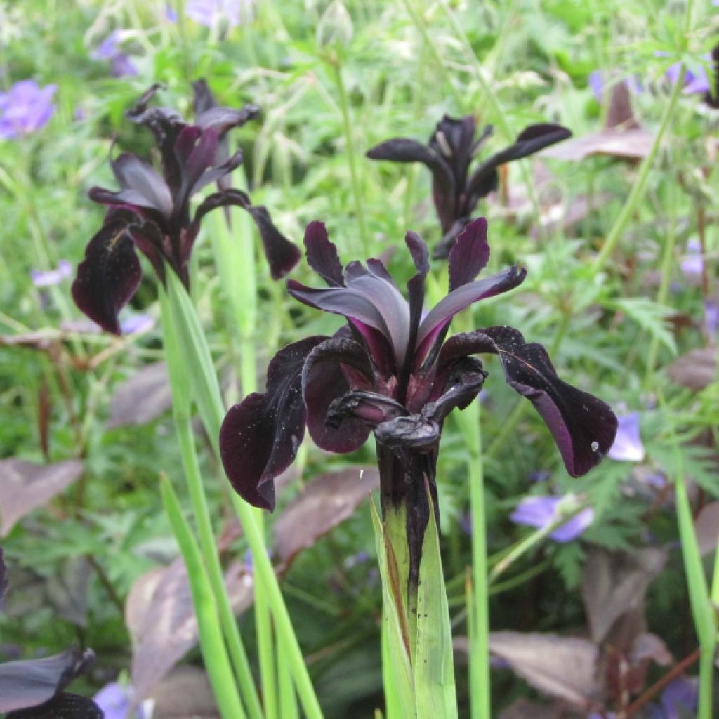 Iris chrysographes Black Knight