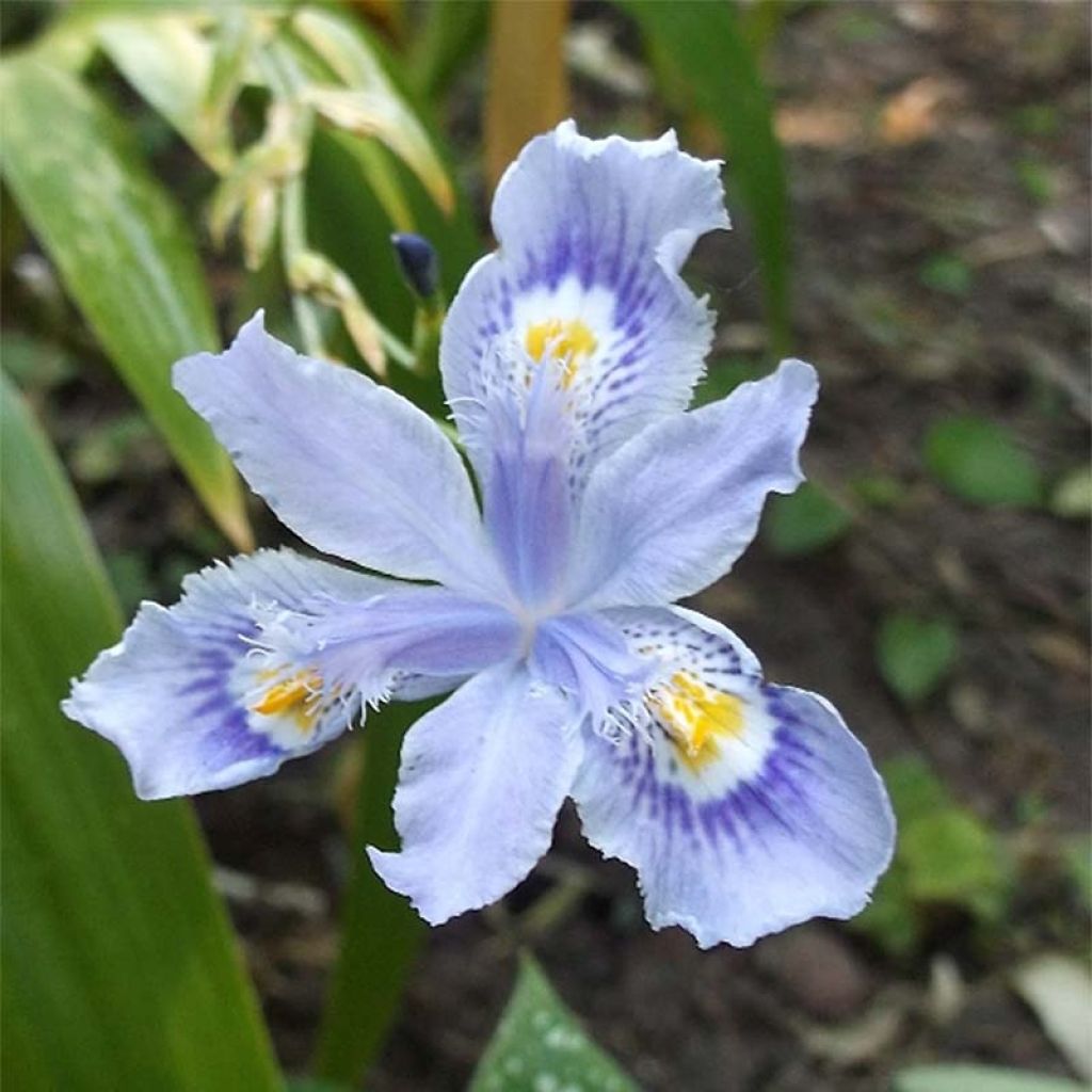 Iris confusa Martyn Rix - Iris bambou