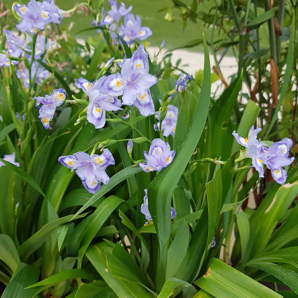 Iris confusa Martyn Rix - Iris bambou