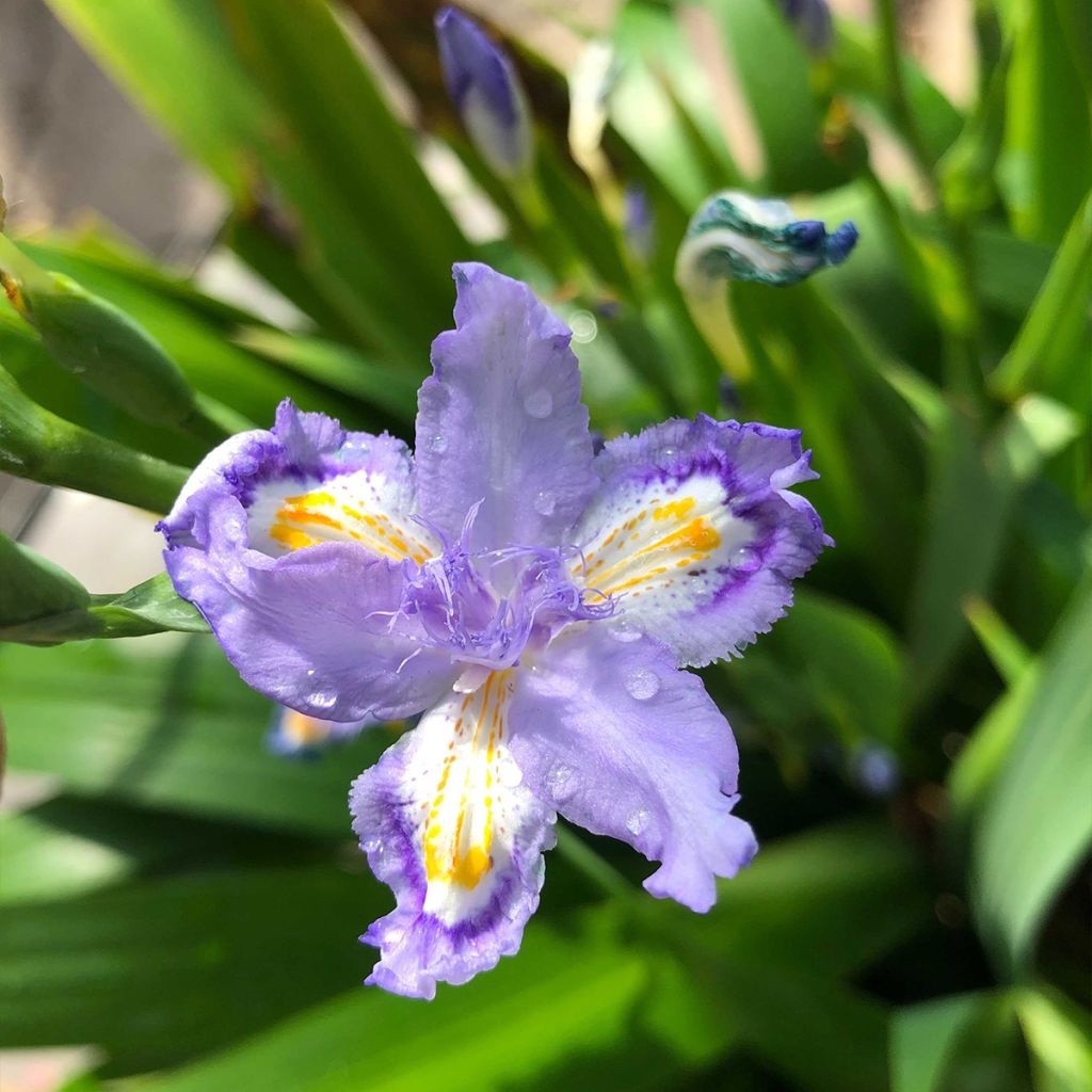 Iris confusa Martyn Rix - Iris bambou