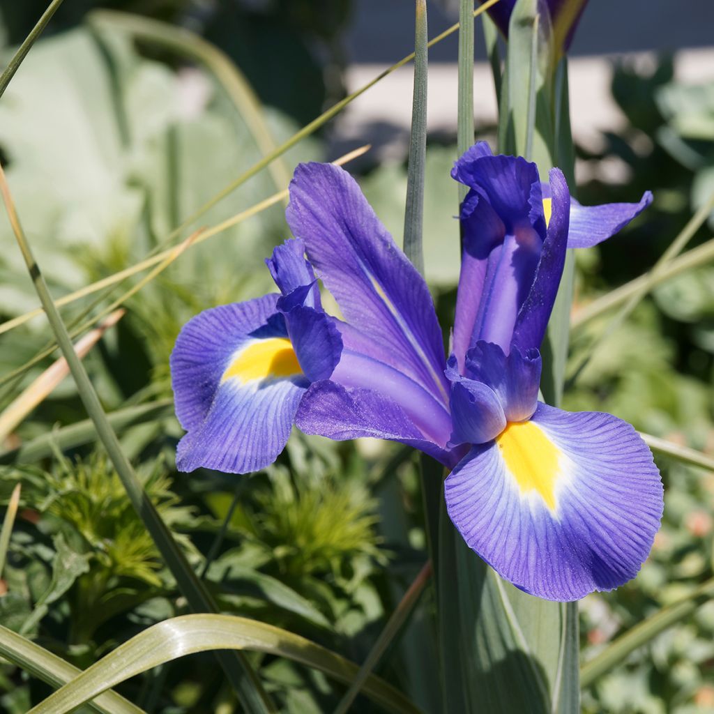 Iris de Hollande Blue Magic