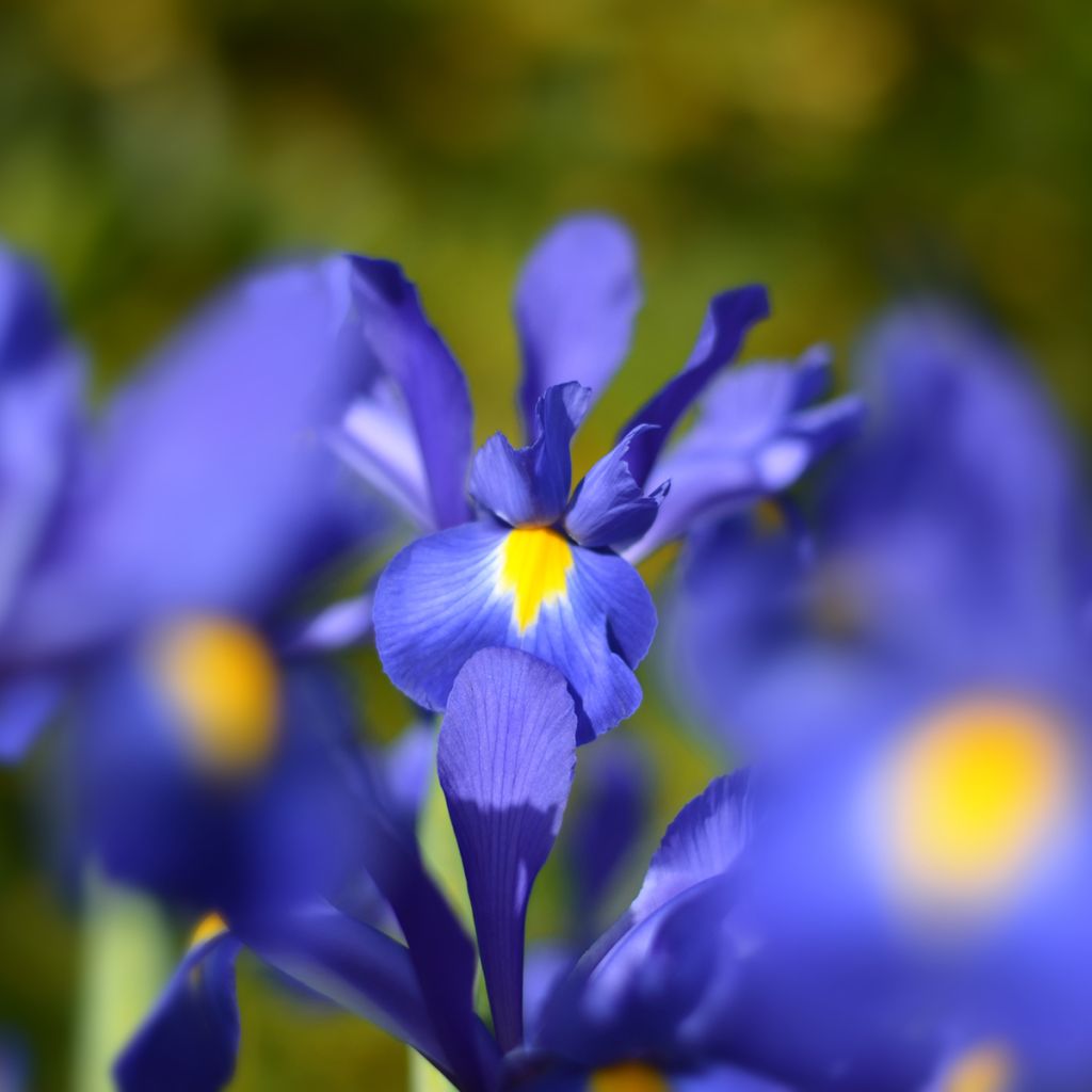 Iris de Hollande Blue Magic