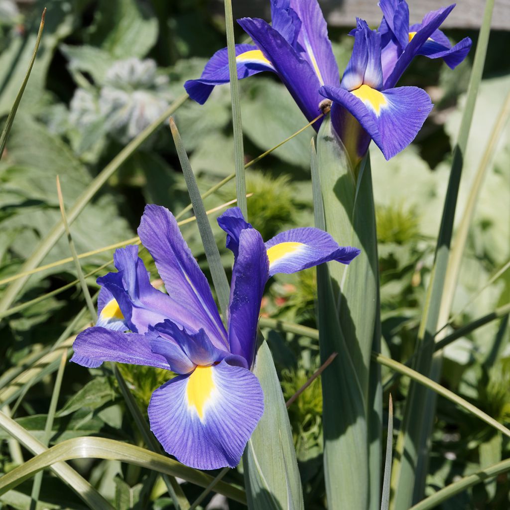 Iris de Hollande Blue Magic
