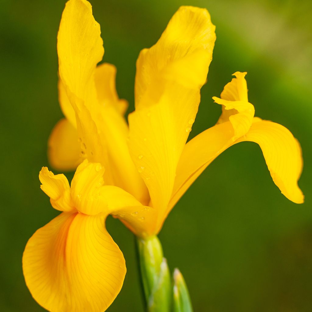 Iris de Hollande Golden Harvest - Iris hollandica