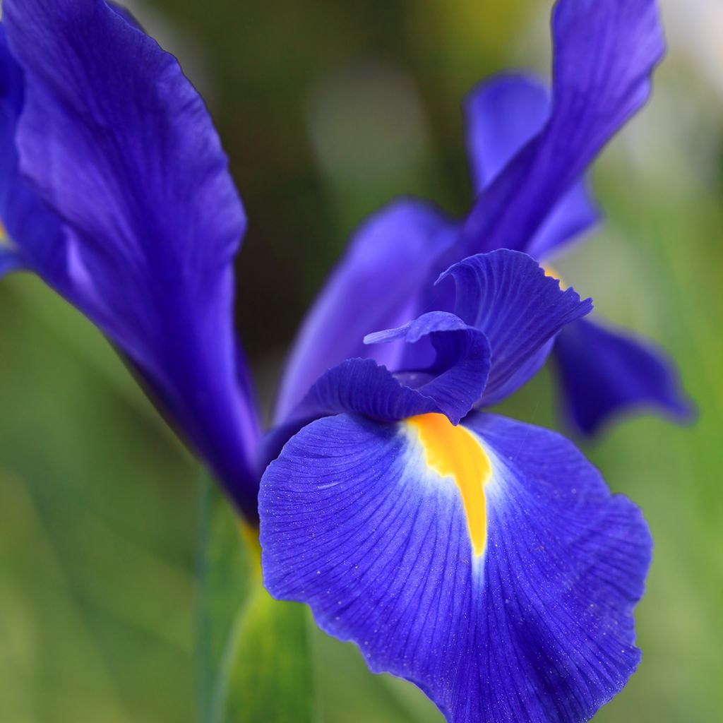 Iris de Hollande Professor Blaauw