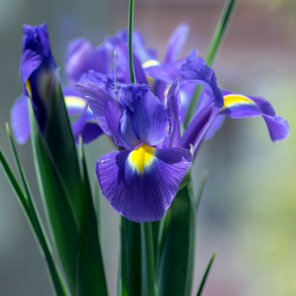 Iris de Hollande Sapphire Beauty