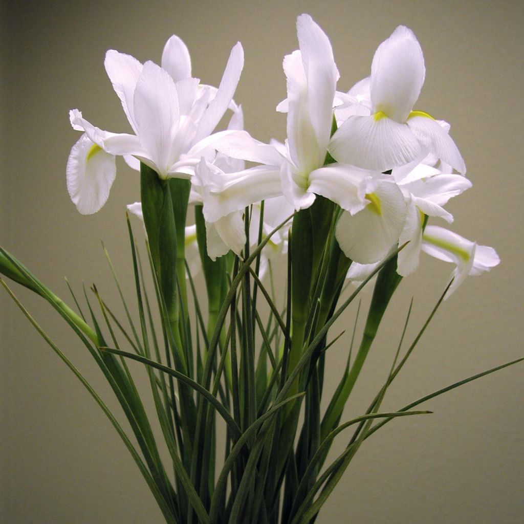 Iris (x) hollandica White Excelsior - Iris de Hollande, iris bulbeux à  fleur blanc pur, spot jaune vif.